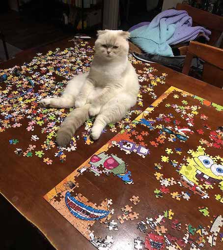 How to Assemble a Jigsaw Puzzle With a Curious Cat – Pix on Puzzles