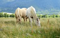 Custom Puzzle Horse Photo